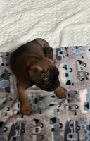 Red collar male “Pax”, a male Frenchton for sale in Jonesborough, TN – Photo 2 of 3