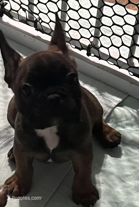 Red collar male “Pax”