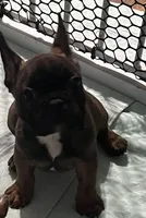 Red collar male “Pax”, a male Frenchton for sale in Jonesborough, TN – Photo 1 of 3