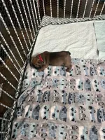 Red collar male “Pax”, a male Frenchton for sale in Jonesborough, TN – Photo 3 of 3