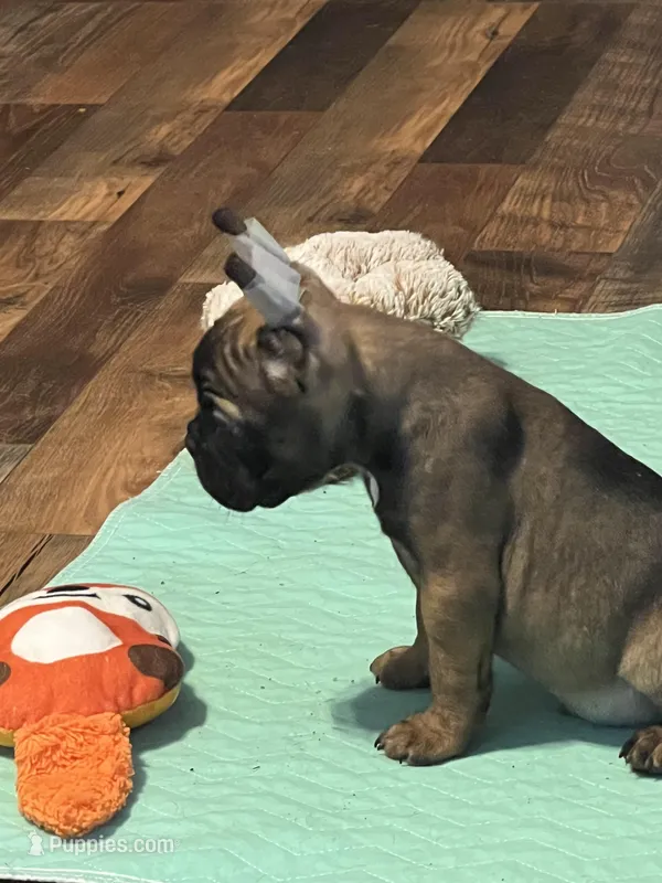 Red collar male “Pax”