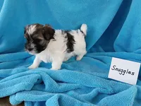 Snuggles, a male Havanese for sale in Irvington, KY – Photo 3 of 4