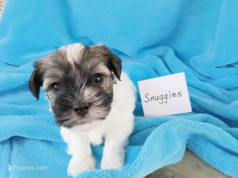 Snuggles – Havanese puppy for sale in Irvington, KY