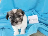 Snuggles, a male Havanese for sale in Irvington, KY – Photo 1 of 4