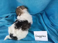 Snuggles, a male Havanese for sale in Irvington, KY – Photo 2 of 4