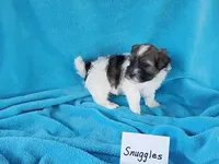 Snuggles, a male Havanese for sale in Irvington, KY – Photo 4 of 4