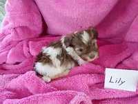 Lily, a female Havanese for sale in Irvington, KY – Photo 2 of 3