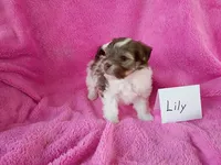 Lily, a female Havanese for sale in Irvington, KY – Photo 3 of 3