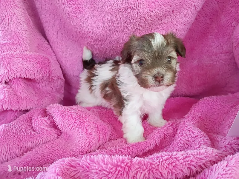 Lily – Havanese puppy for sale in Irvington, KY