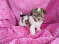 Lily, a female Havanese for sale in Irvington, KY – Photo 1 of 3