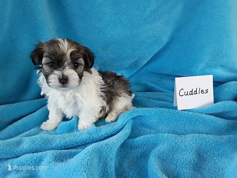 Cuddles – Havanese puppy for sale in Irvington, KY