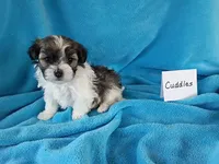 Cuddles, a male Havanese for sale in Irvington, KY – Photo 1 of 4