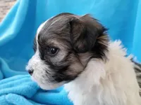 Cuddles, a male Havanese for sale in Irvington, KY – Photo 2 of 4