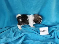 Cuddles, a male Havanese for sale in Irvington, KY – Photo 4 of 4