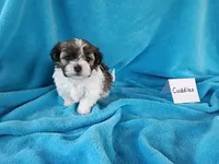 Cuddles, a male Havanese for sale in Irvington, KY – Photo 3 of 4