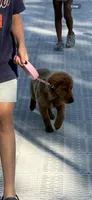 Cinny , a female Golden Retriever for sale in Kalamazoo, MI – 4 of 5