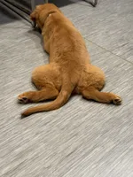 Cinny , a female Golden Retriever for sale in Kalamazoo, MI – 2 of 5