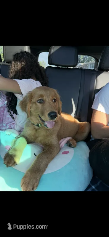 Cinny  – Golden Retriever puppy for sale in Kalamazoo, MI