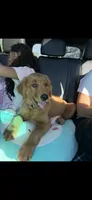 Cinny , a female Golden Retriever for sale in Kalamazoo, MI – 1 of 5