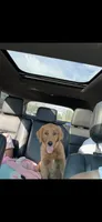 Cinny , a female Golden Retriever for sale in Kalamazoo, MI – 3 of 5