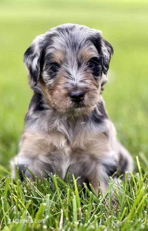 Carla – Aussiedoodle, Miniature Bernedoodle puppy for sale in Decatur, IL