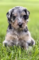 Carla, a female Aussiedoodle and Miniature Bernedoodle for sale in Decatur, IL – 1 of 1