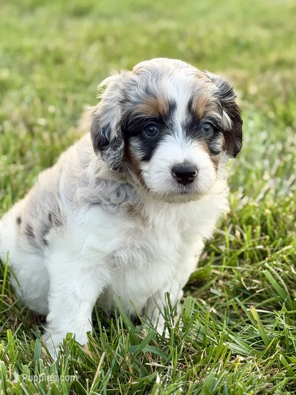 Megaladon – Aussiedoodle, Bernedoodle puppy for sale in Decatur, IL