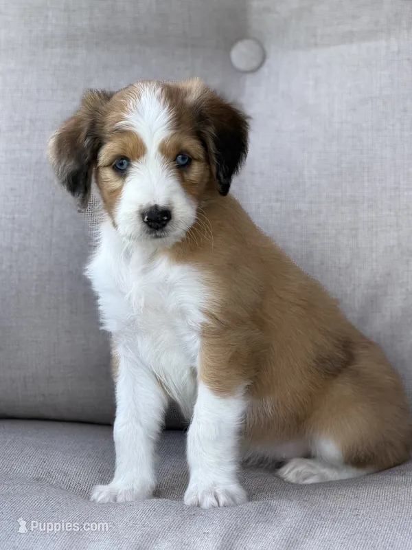 Miss Dior  – Aussiedoodle puppy for sale in Decatur, IL