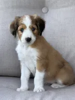 Miss Dior , a female Aussiedoodle for sale in Decatur, IL – 1 of 2