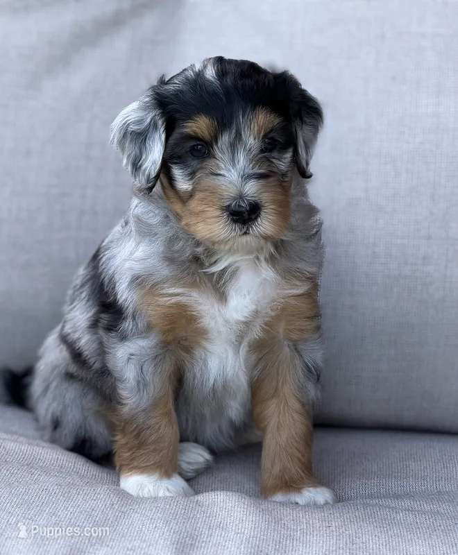 Sally – Aussiedoodle puppy for sale in Decatur, IL