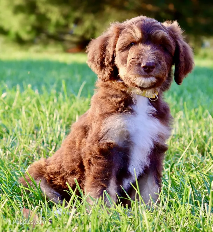 Madamoiselle – Aussiedoodle puppy for sale in Decatur, IL