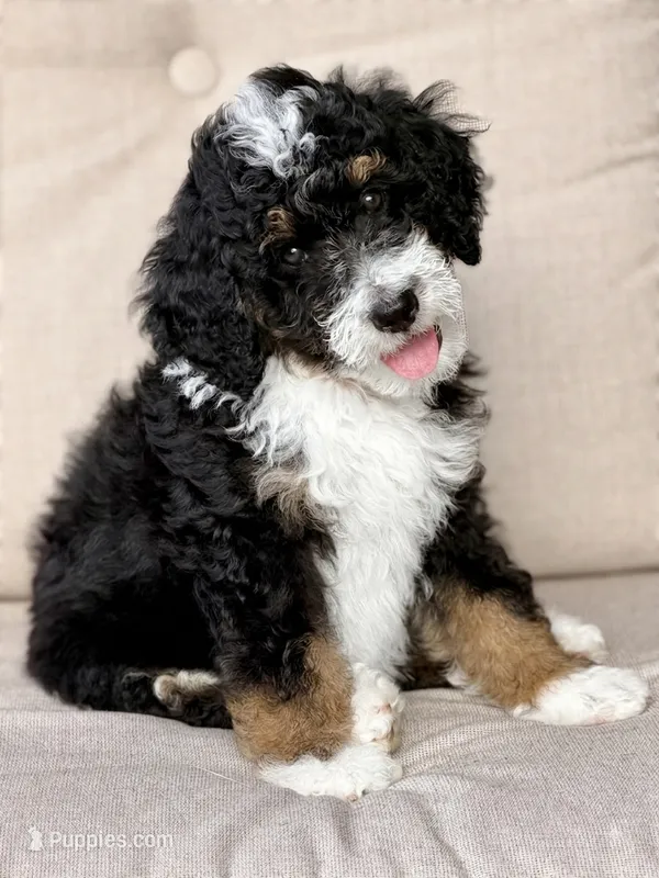 Grave Digger  – Aussiedoodle, Bernedoodle puppy for sale in Decatur, IL