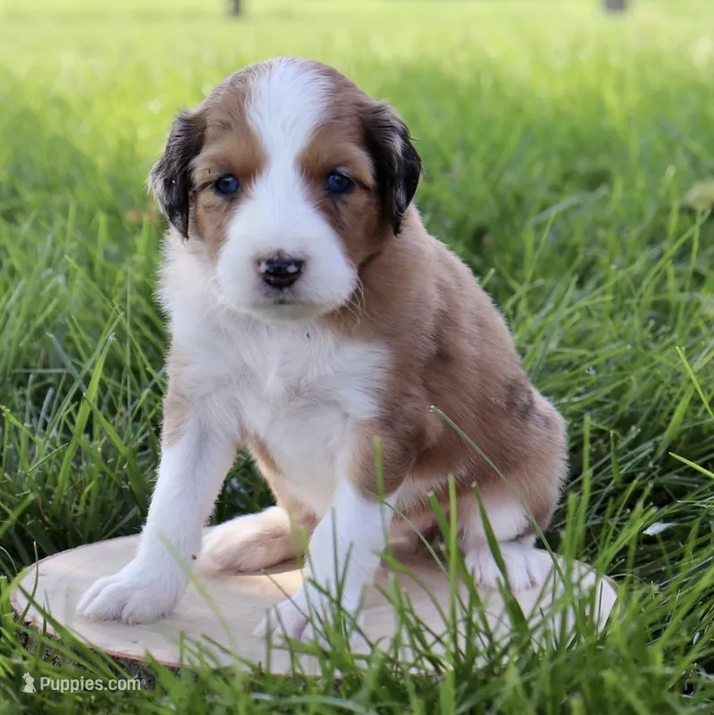 Miss Dior  – Aussiedoodle puppy for sale in Decatur, IL