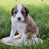 Miss Dior , a female Aussiedoodle for sale in Decatur, IL – 1 of 1