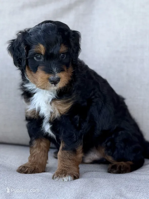 Cruz – Aussiedoodle puppy for sale in Decatur, IL