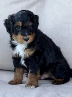 Cruz, a male Aussiedoodle for sale in Decatur, IL – 2 of 3