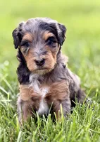 Flo , a female Aussiedoodle for sale in Decatur, IL – 1 of 1
