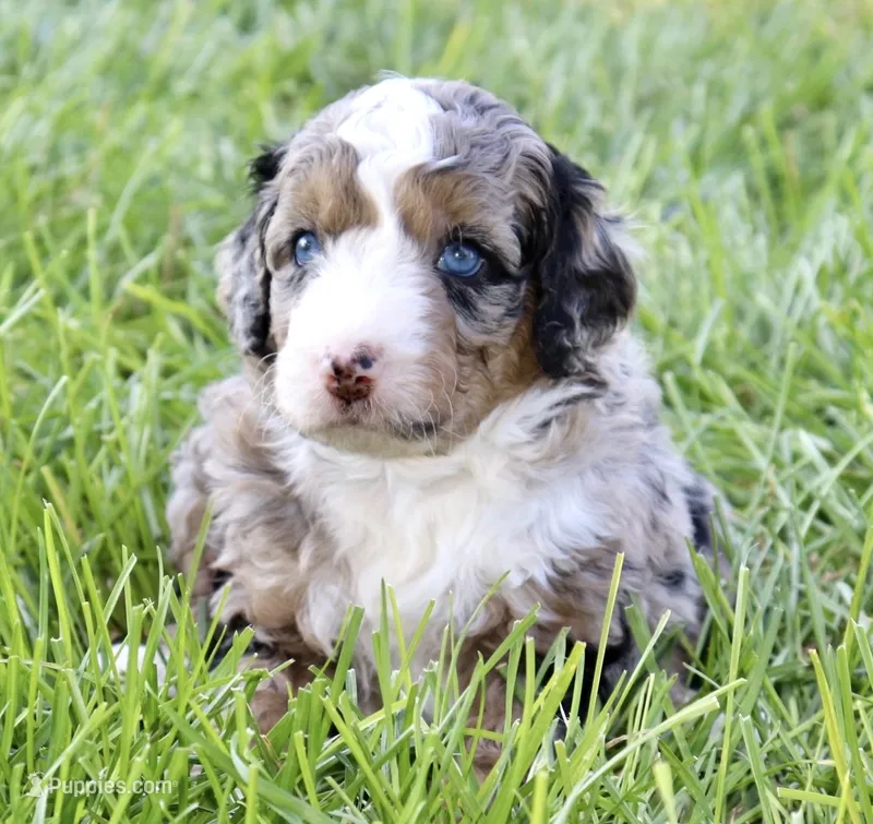 Digatron  – Aussiedoodle, Bernedoodle puppy for sale in Decatur, IL