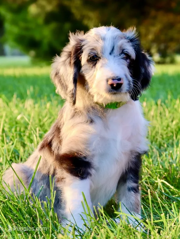 Jean Paul – Aussiedoodle puppy for sale in Decatur, IL