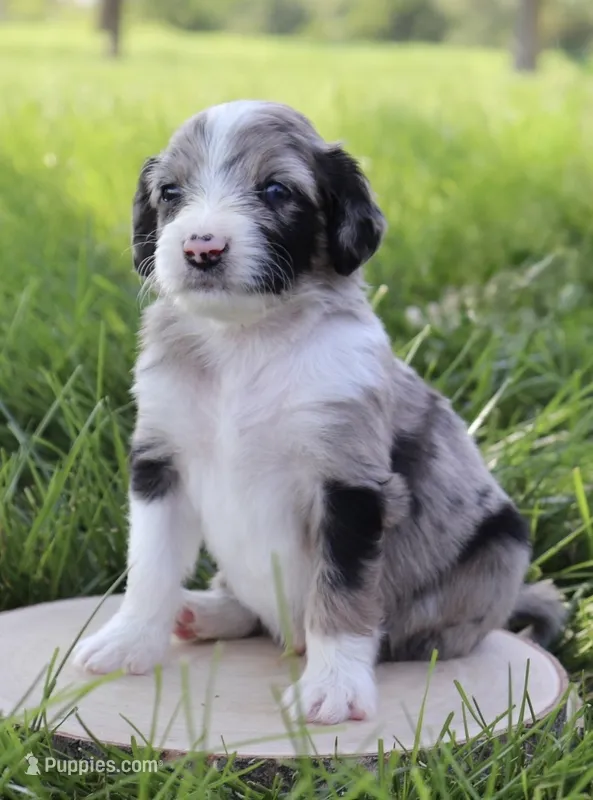 Jean Paul – Aussiedoodle puppy for sale in Decatur, IL