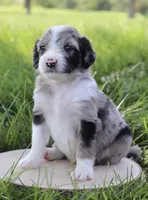 Jean Paul, a male Aussiedoodle for sale in Decatur, IL – 1 of 1