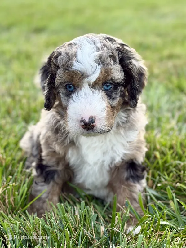 Digatron  – Aussiedoodle, Bernedoodle puppy for sale in Decatur, IL