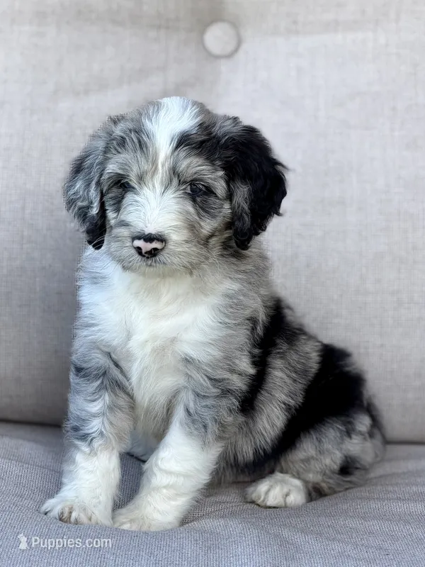 Savage – Aussiedoodle puppy for sale in Decatur, IL
