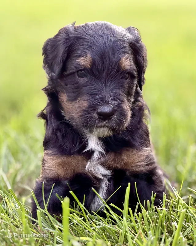 Storm – Aussiedoodle puppy for sale in Decatur, IL