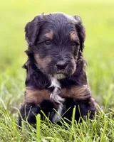 Storm, a male Aussiedoodle for sale in Decatur, IL – 1 of 1