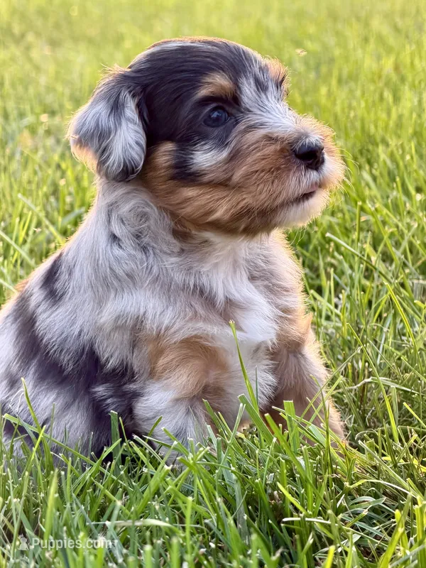 Sally – Aussiedoodle puppy for sale in Decatur, IL