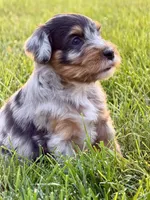 Sally, a female Aussiedoodle for sale in Decatur, IL – 1 of 1