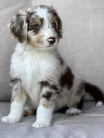 Daisy, a female Aussiedoodle for sale in Decatur, IL – 4 of 5