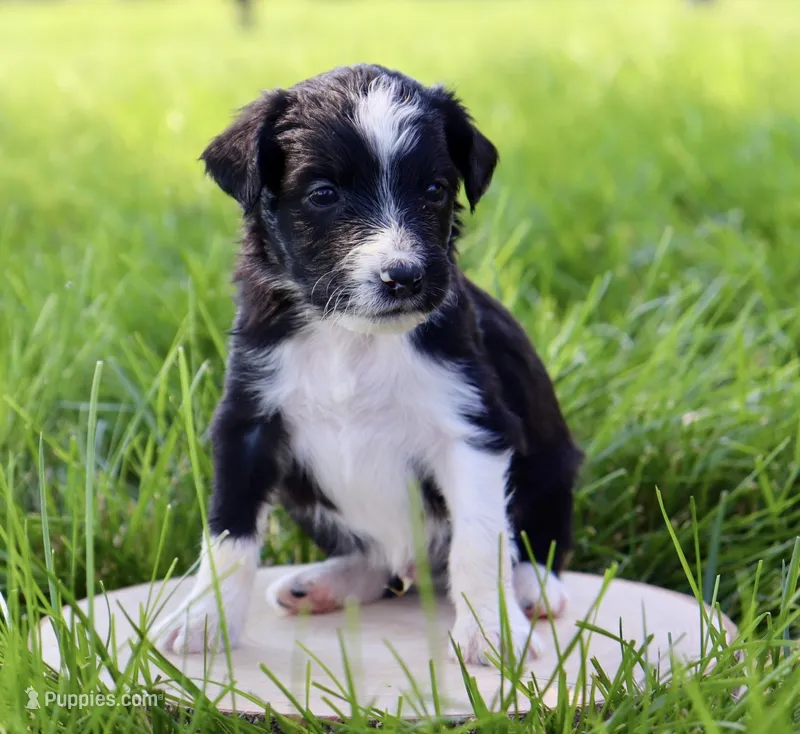Versace – Aussiedoodle puppy for sale in Decatur, IL
