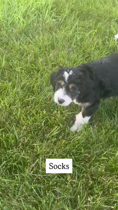 Socks , a female Aussiedoodle for sale in Decatur, IL – 2 of 2
